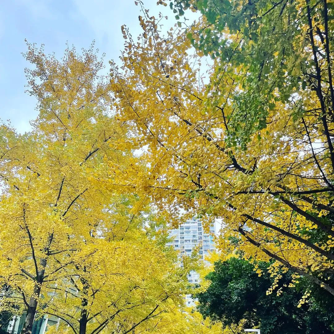 最美的时候要来啦💛
#ginko #fall #winter #chongqing #street #citylife