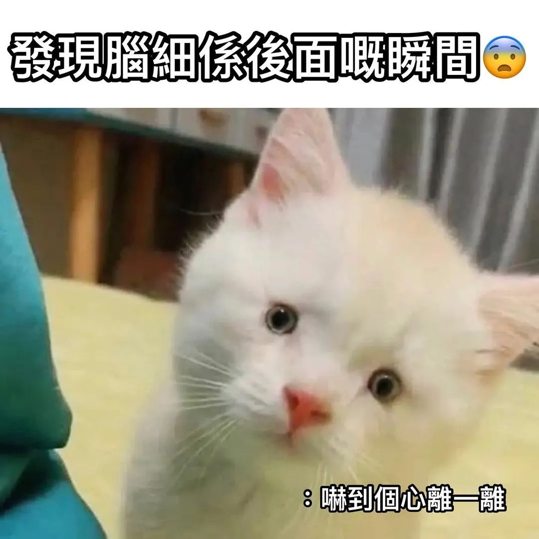個心即刻離一離🤣

：腦細企係後面冇人講嘅

🐱Follow @adorablecompany.hk
🐶Follow @adorablecompany.hk

.
.
.

圖片來源： 互聯網

#petmemesdaily #cat #dog #petmemes #cantonese #catlife #doglife #貓貓 #貓星人 #領養 #香港領養 #貓奴 #旺角美食 #銅鑼灣美食 #貓咪日常 #狗狗 #汪星人 #狗奴 #狗狗日常 #搞笑 #梗圖 #寵民 #貴婦狗之日常 #adorablecompany #hongkong #香港 #廣東話 #香港製造 #netflix #netflixhk