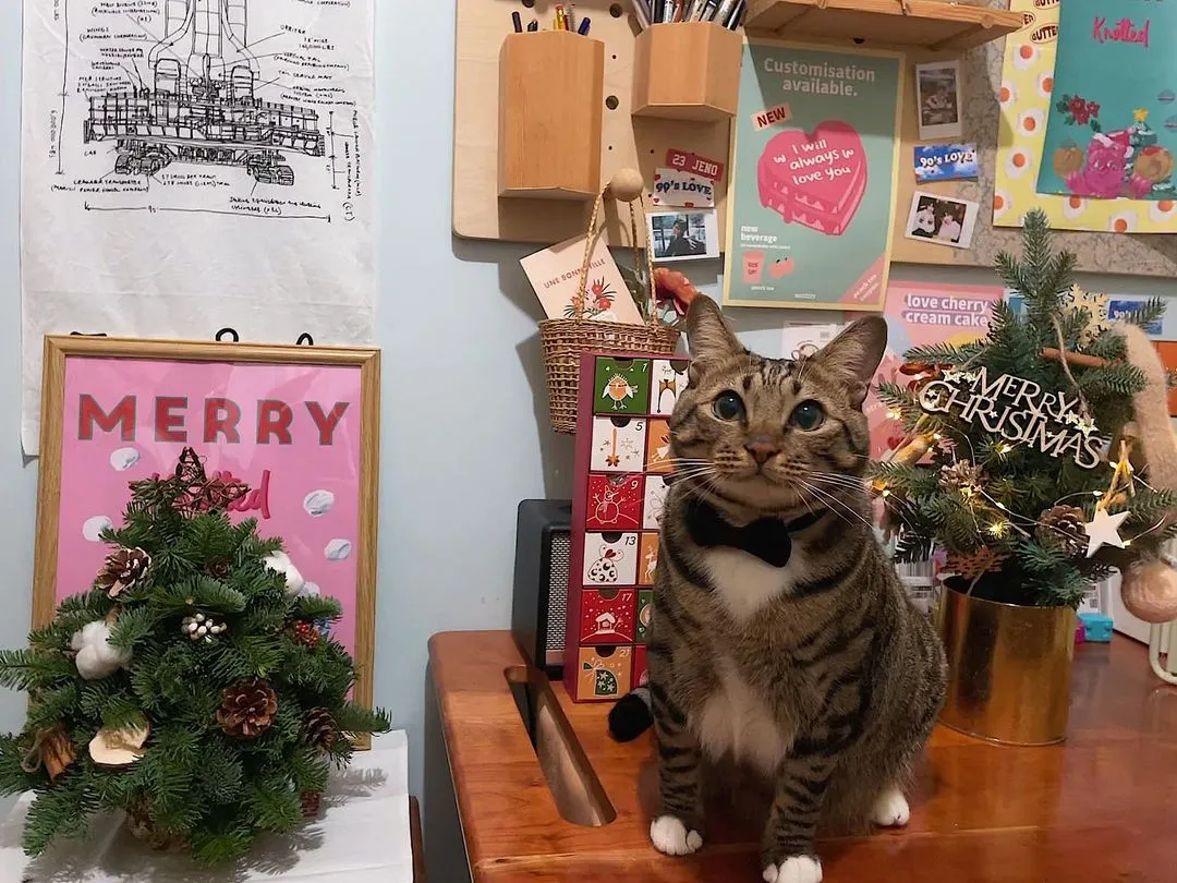 平安夜快樂🎄🎉煲呔仔表示對聖誕樹完全無興趣🤣
🦭：🎄咩嚟㗎～食得架？🙂
。
。
。
。
#港短 #香港 #唐貓 #唐貓也是寶 #香港貓 #虎斑貓 #虎紋貓 #hkcatstagram #hkcat #hongkongmeow #hongkong #hkcatlovers #hongkongig #hkig #hkiger #hk #貓 #貓星人 #貓奴 #hk852 #hkpet #貓貓 #喵星人 #香港 #貓咪 #貓奴日常 #貓咪日常 #貓貓日常 #喵 #喵喵 #米克斯貓